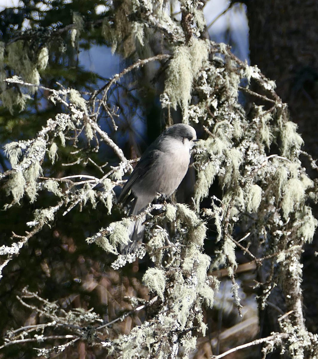 Canada Jay - ML631531178