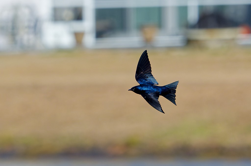 Purple Martin - ML631531441
