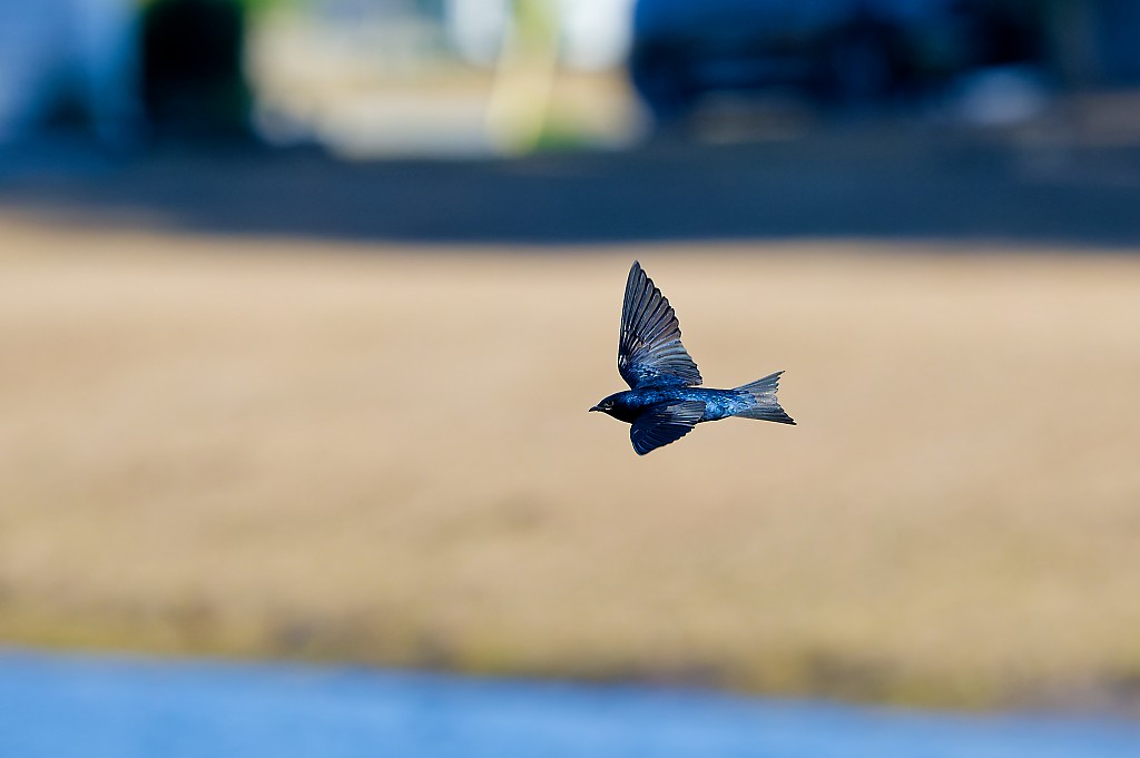 Purple Martin - ML631531442