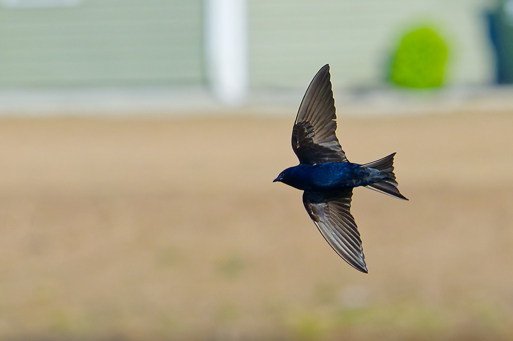 Purple Martin - ML631531443