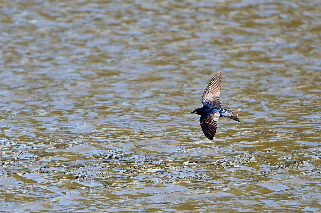 Purple Martin - ML631531444