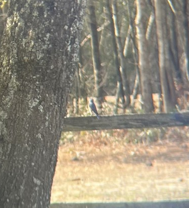 Eastern Bluebird - ML631531666