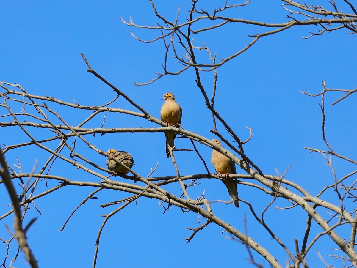 Mourning Dove - ML631531841