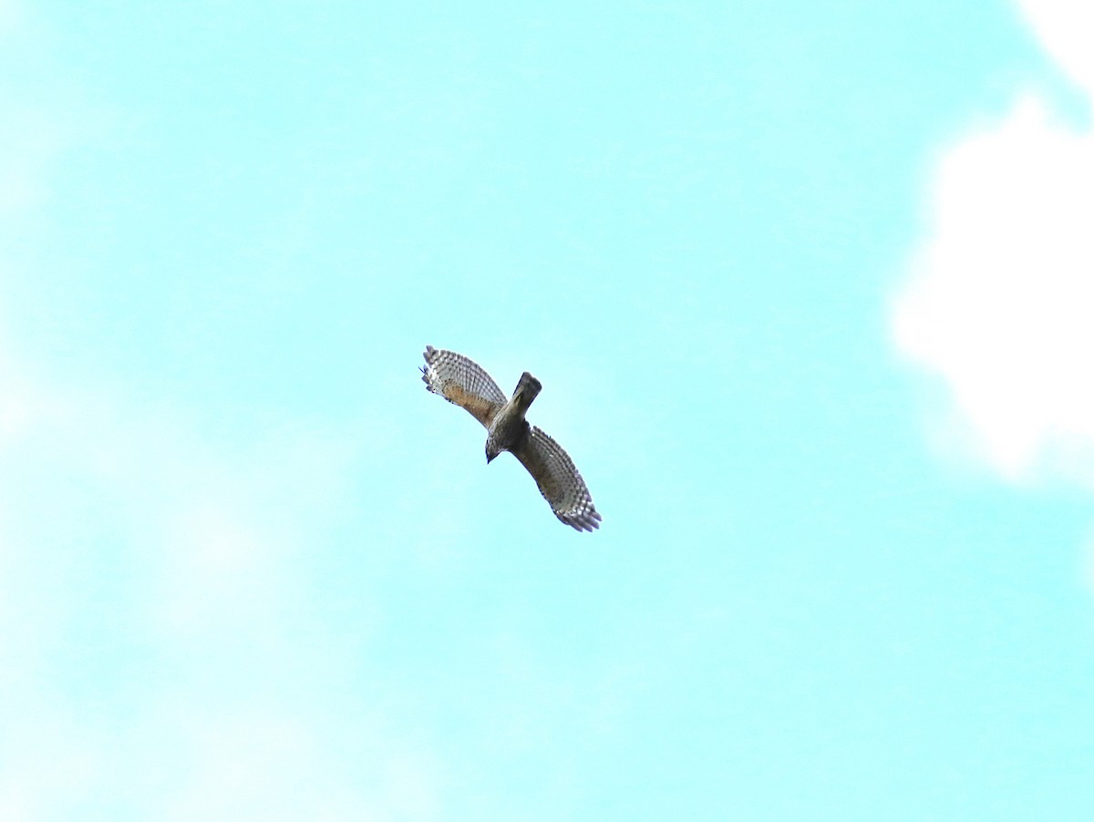 Red-shouldered Hawk - ML631531870