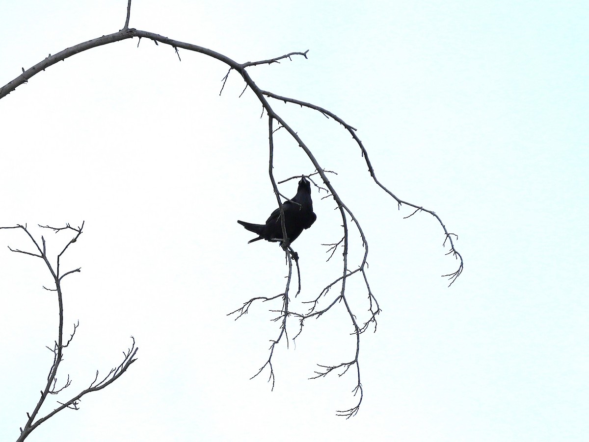 Common Raven - ML631531879