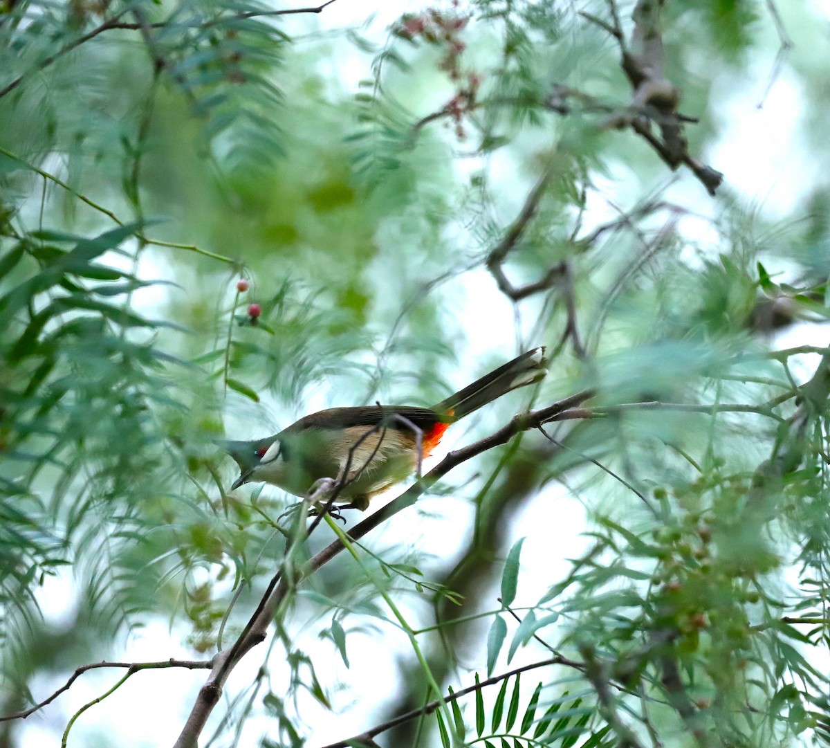 Red-whiskered Bulbul - ML631531890