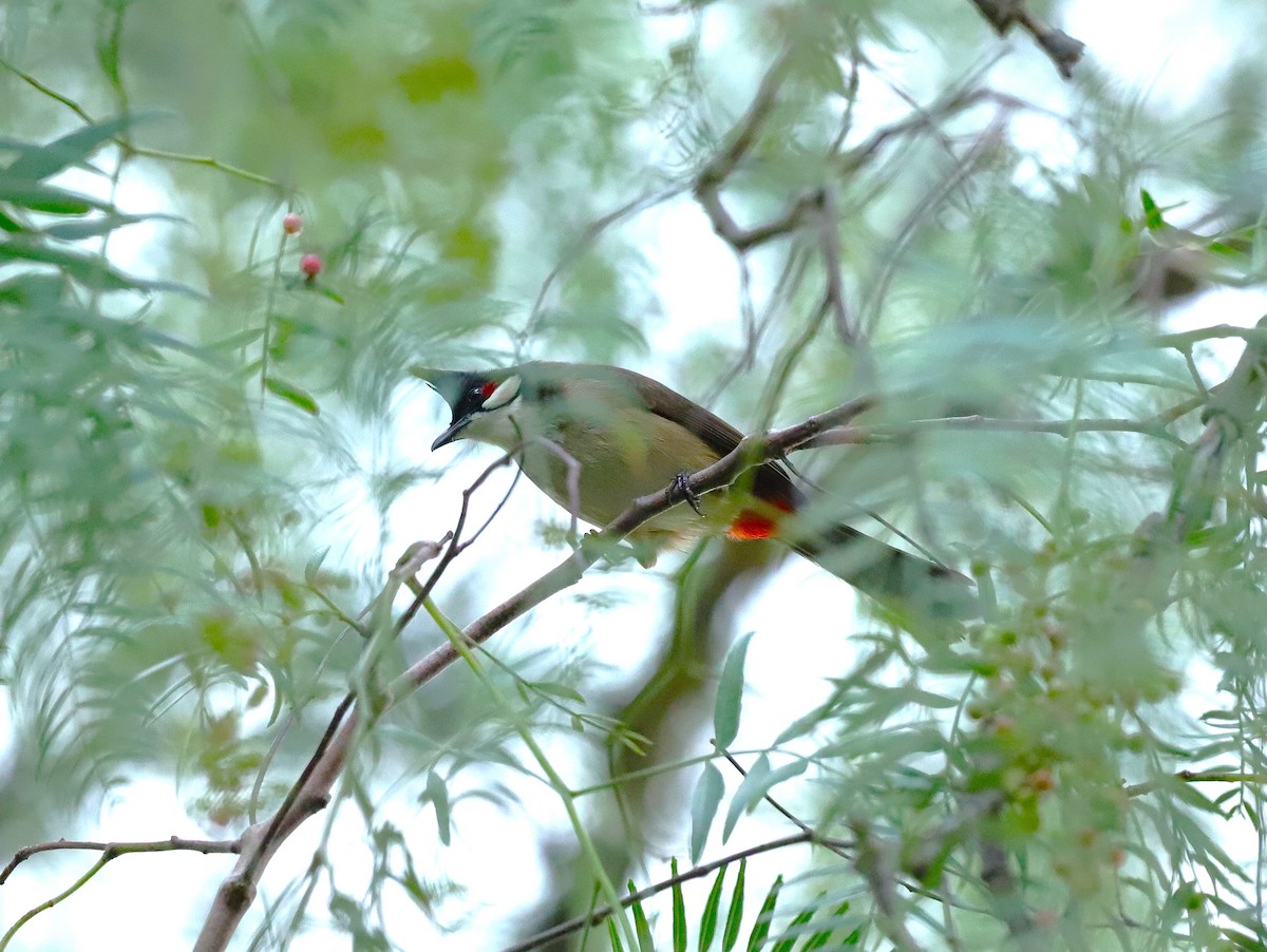 Red-whiskered Bulbul - ML631531891