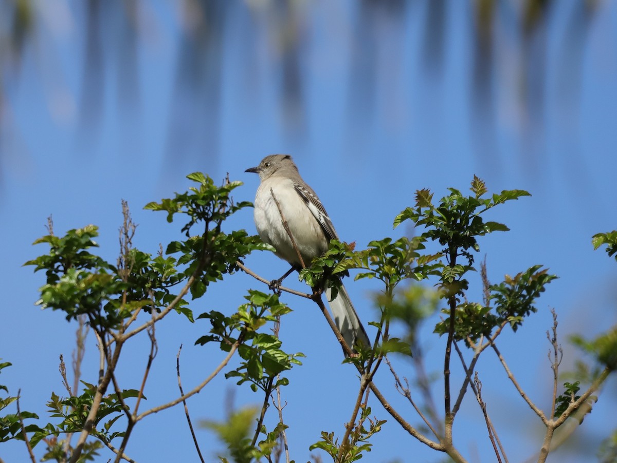 Northern Mockingbird - ML631531924