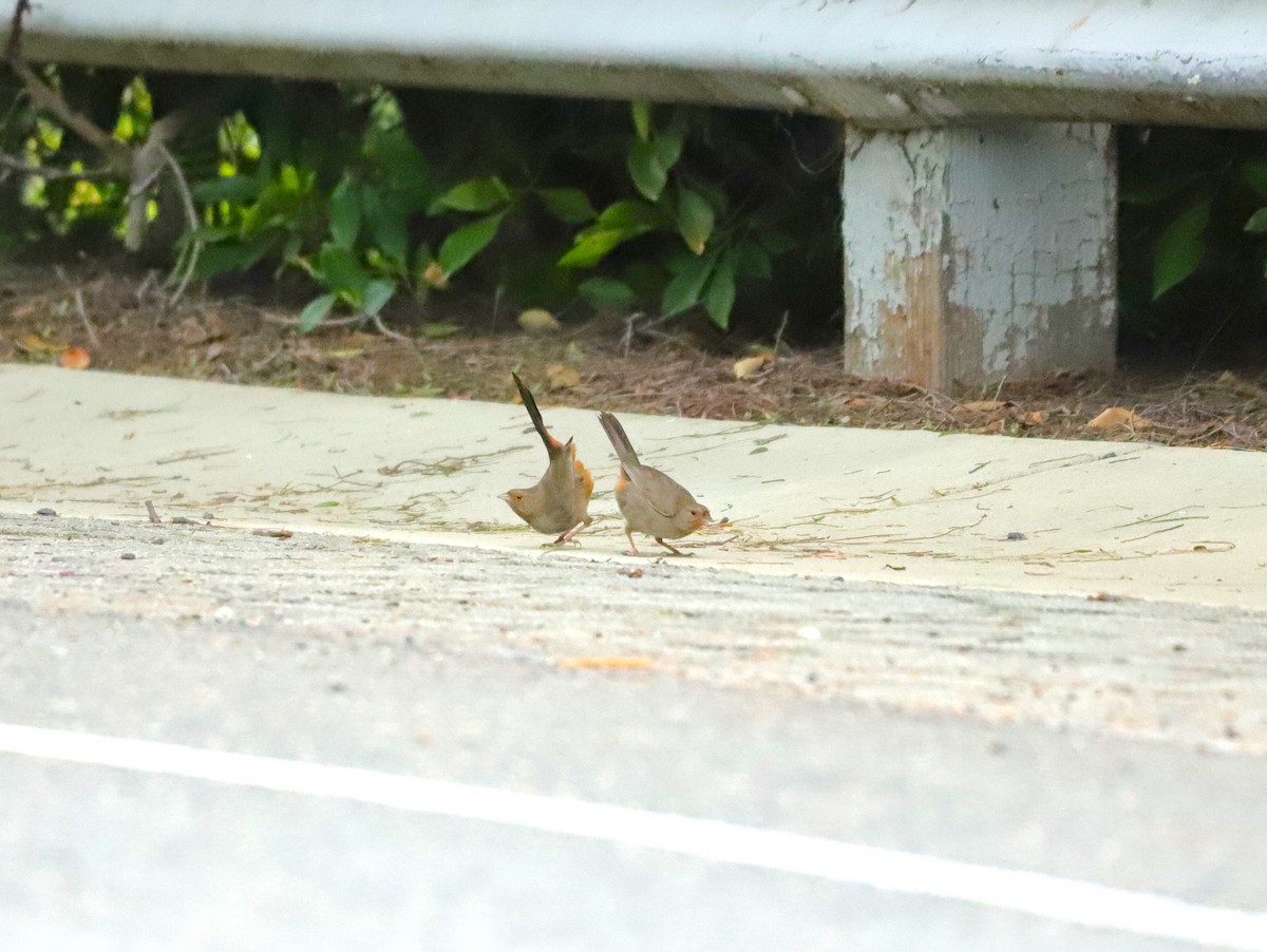 California Towhee - ML631531938