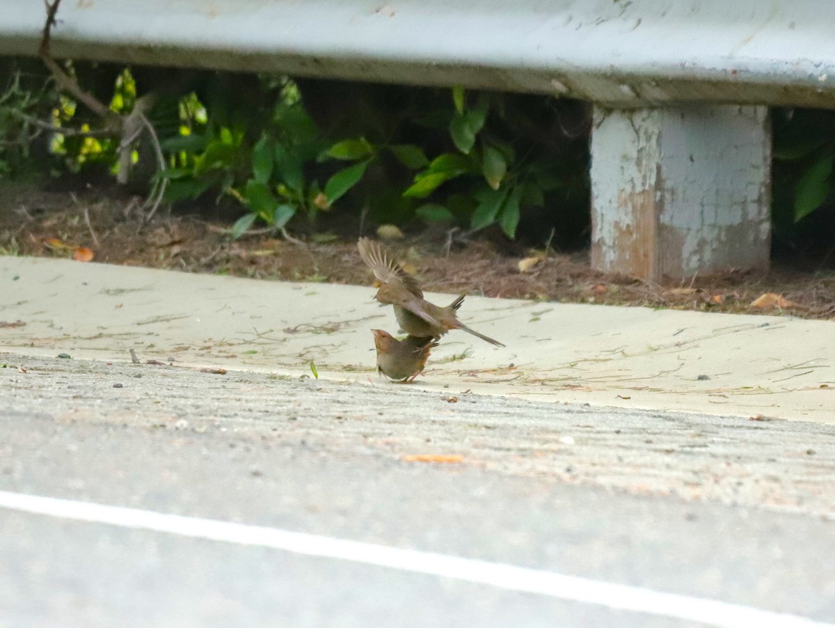 California Towhee - ML631531944