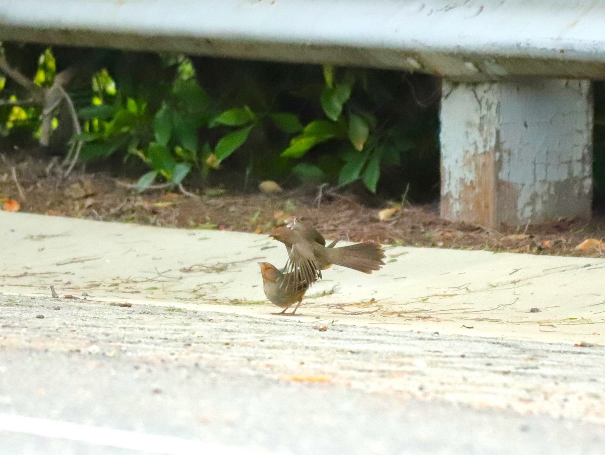 California Towhee - ML631531945