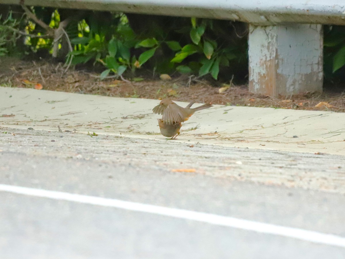 California Towhee - ML631531946