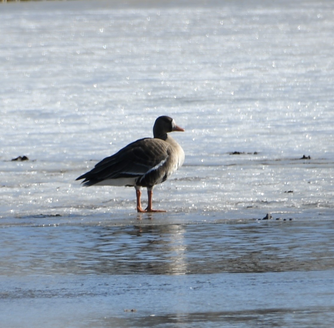 Greater White-fronted Goose - ML631532125