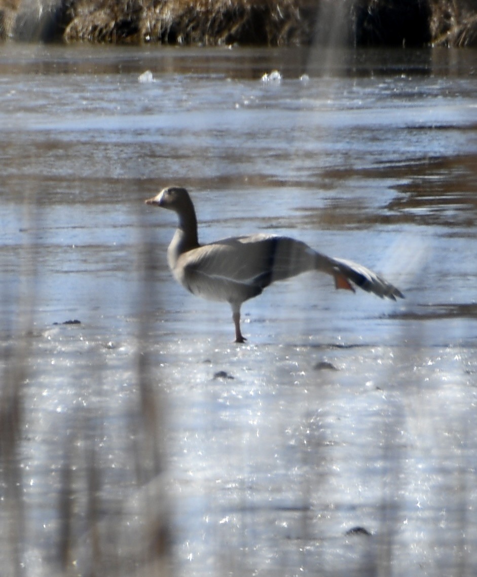 Greater White-fronted Goose - ML631532257