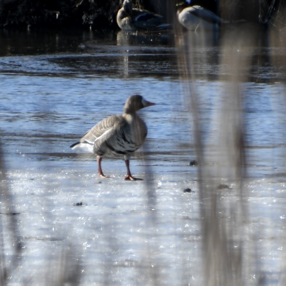 Greater White-fronted Goose - ML631532328