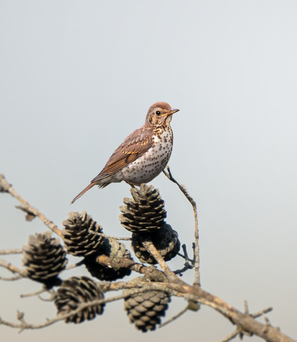 Song Thrush - ML631532419