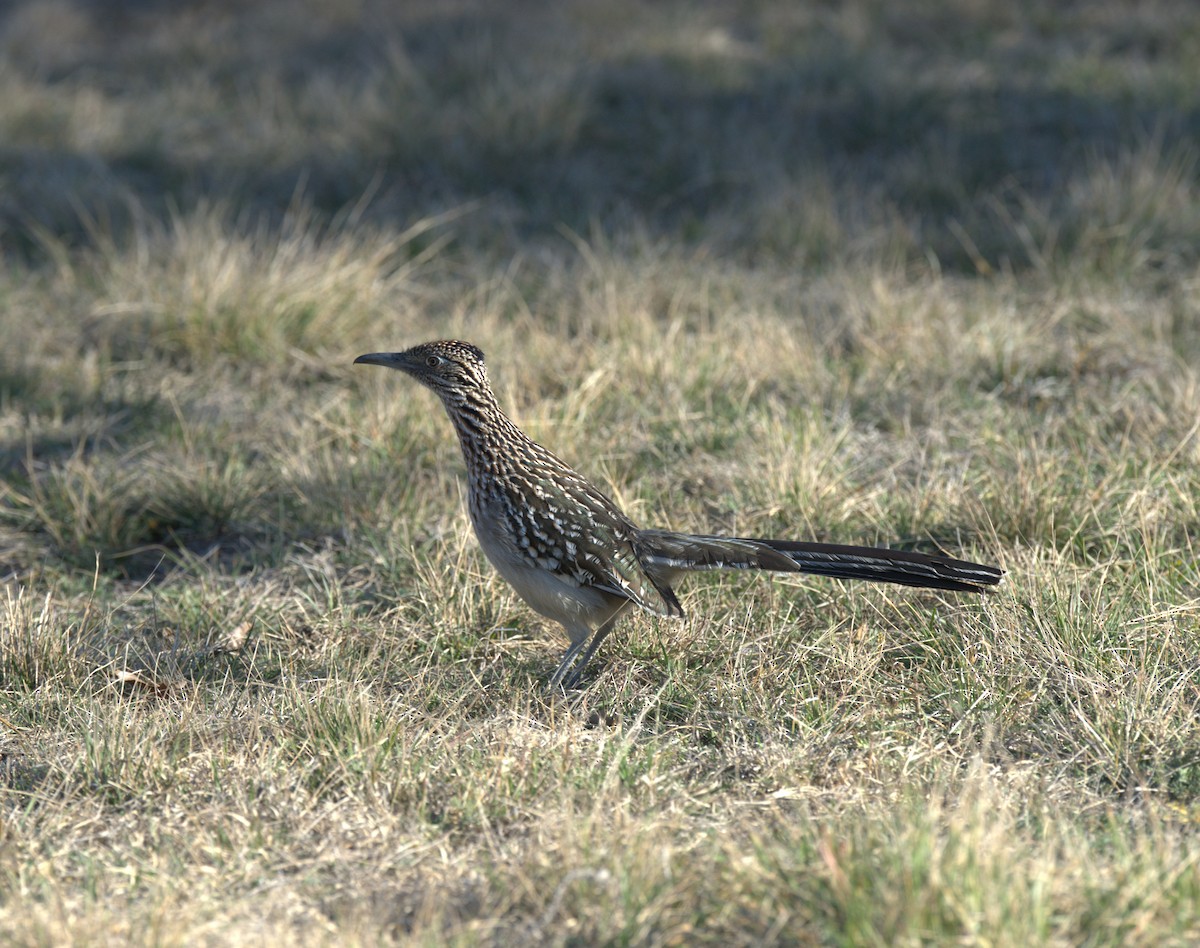 Greater Roadrunner - ML631532435