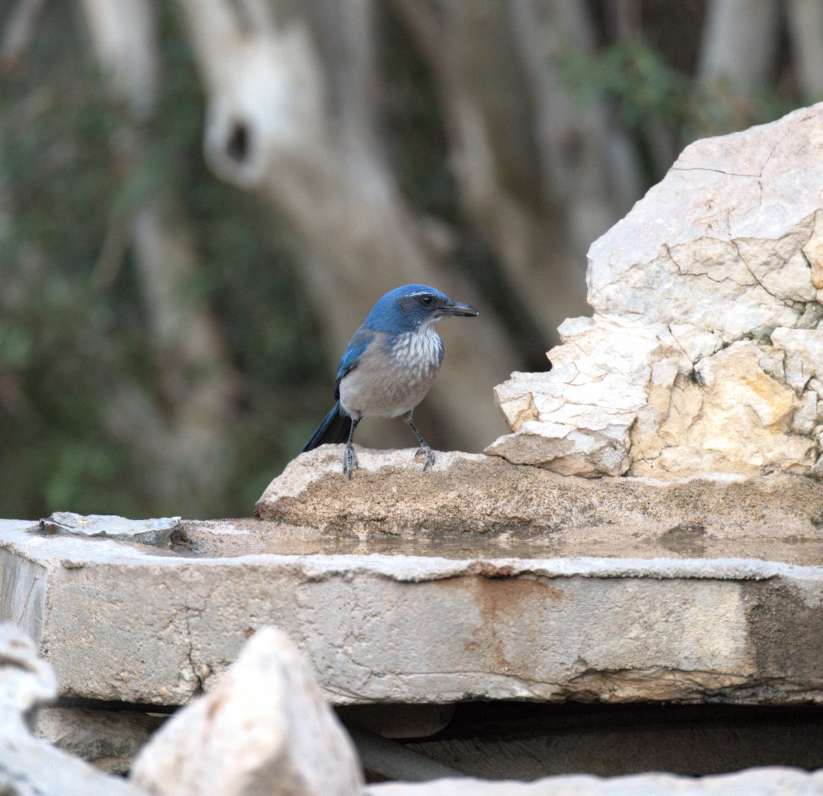 Woodhouse's Scrub-Jay - ML631532452