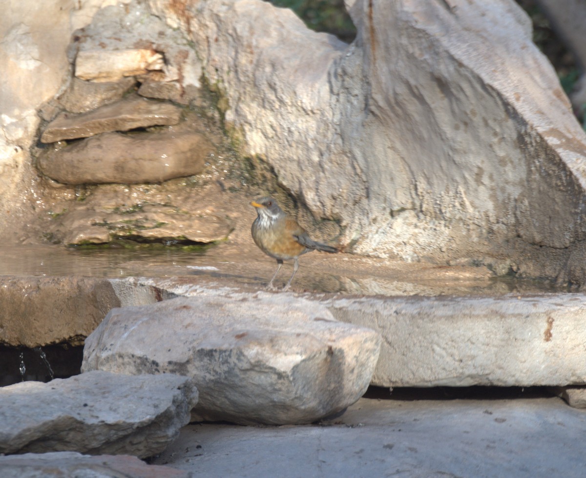 Rufous-backed Robin - ML631532455