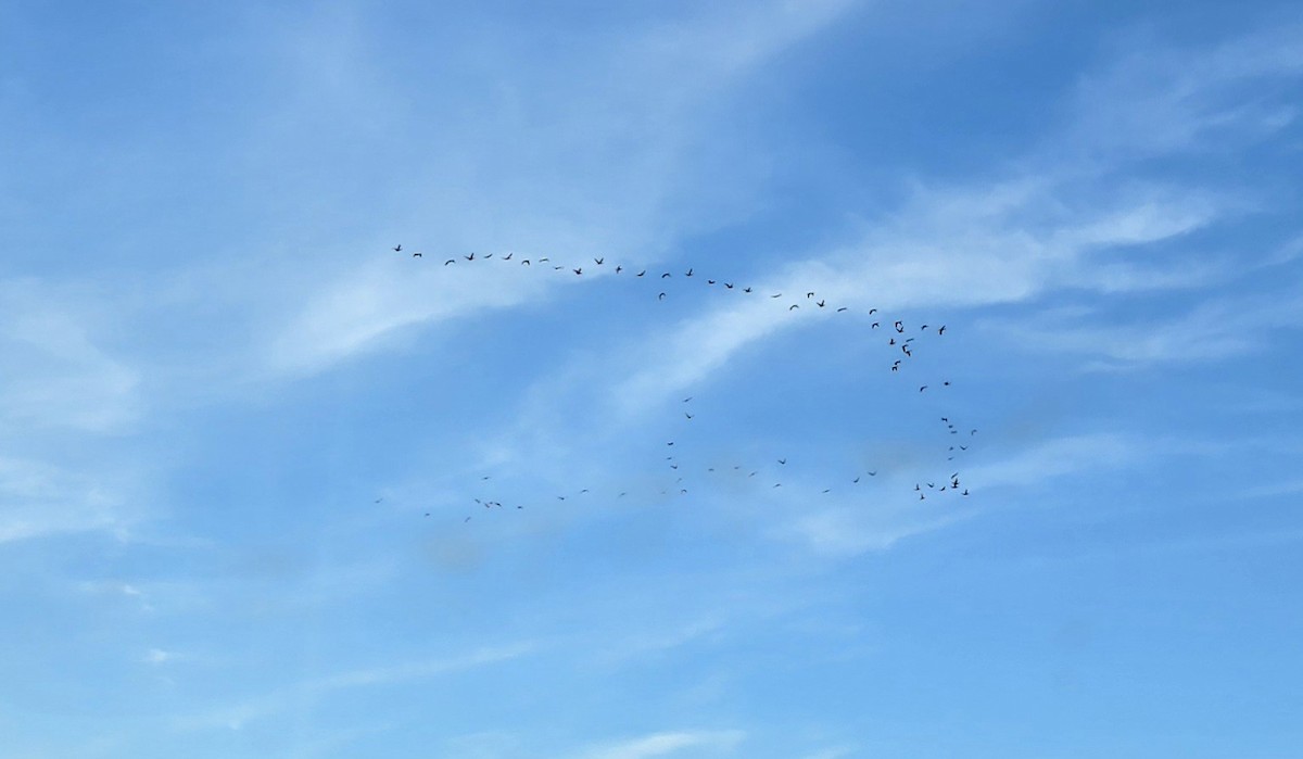 Double-crested Cormorant - ML631532456