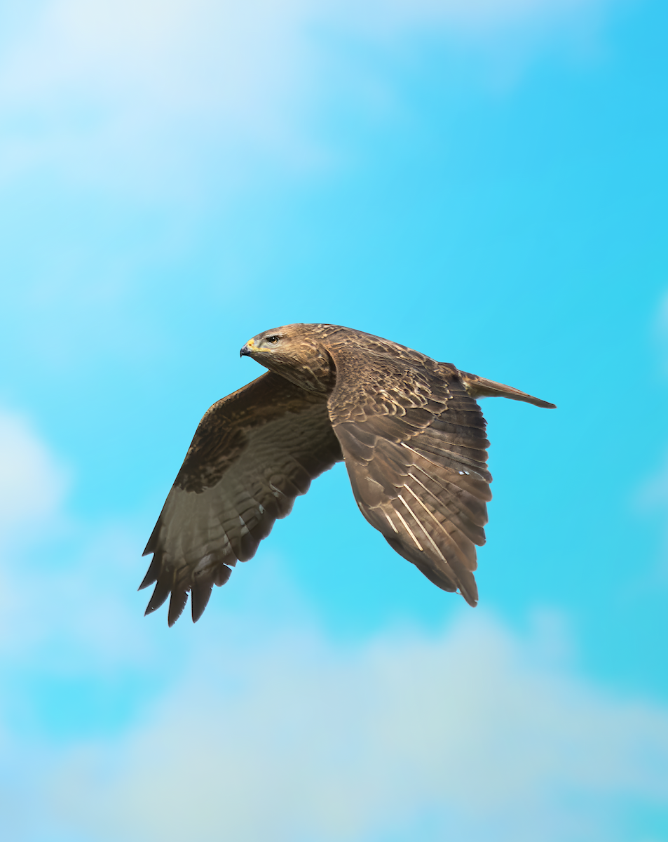 Common Buzzard - ML631532497