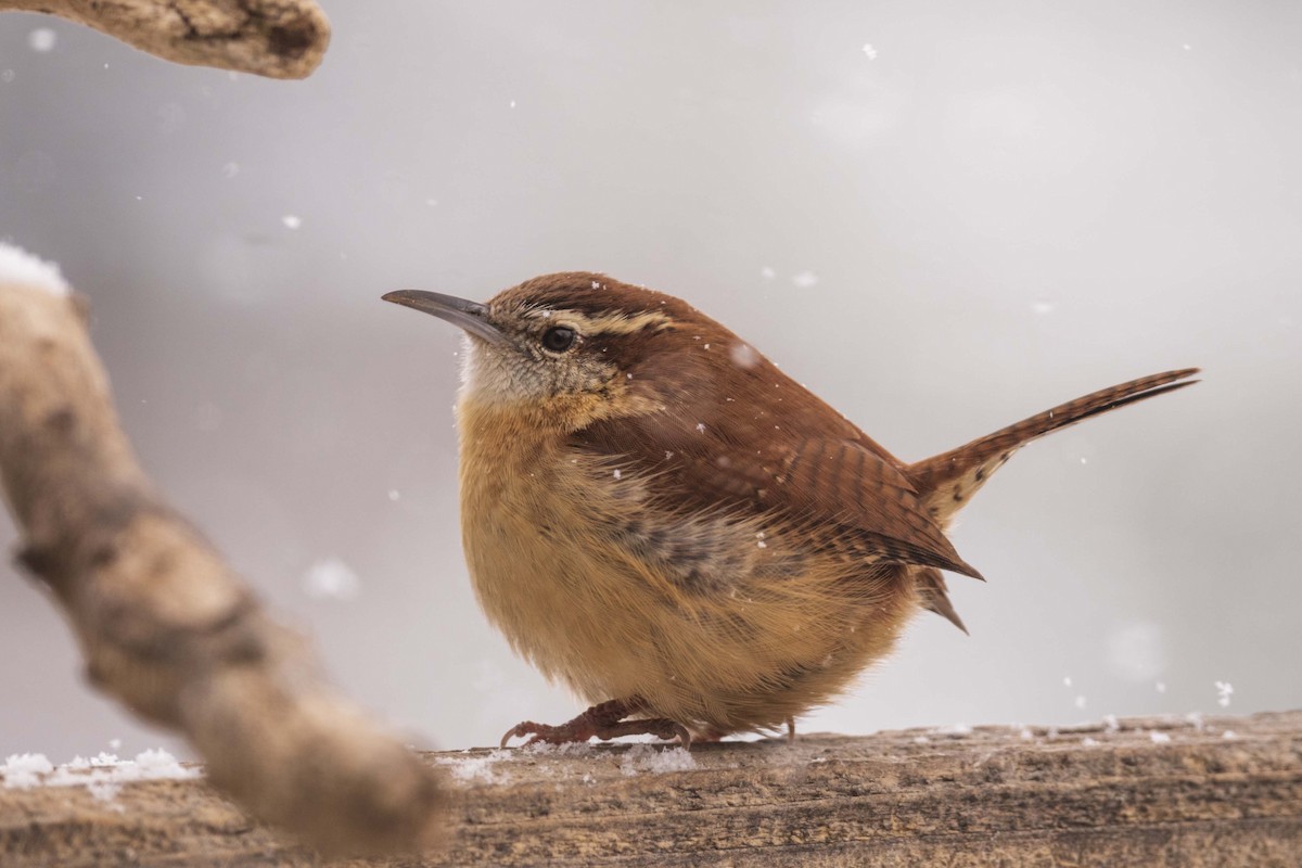 Carolina Wren - ML631532606