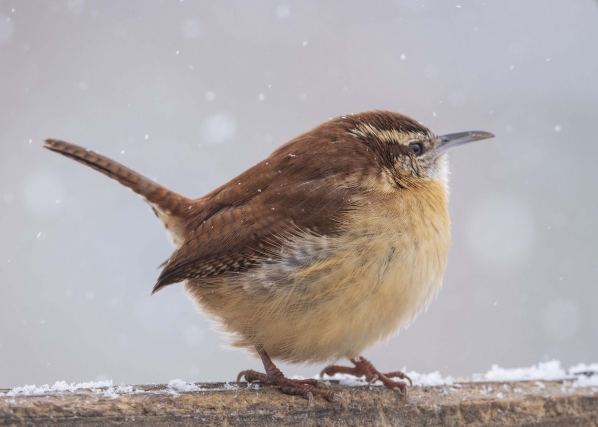 Carolina Wren - ML631532663
