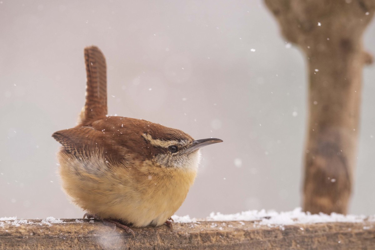 Carolina Wren - ML631532689