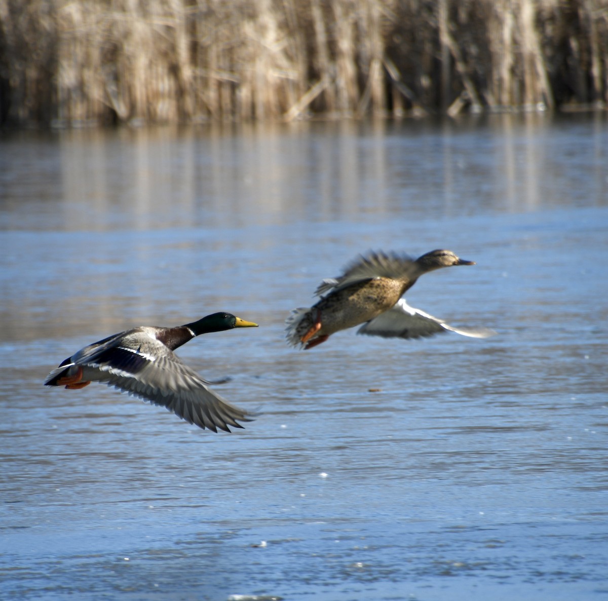 Mallard - ML631532827