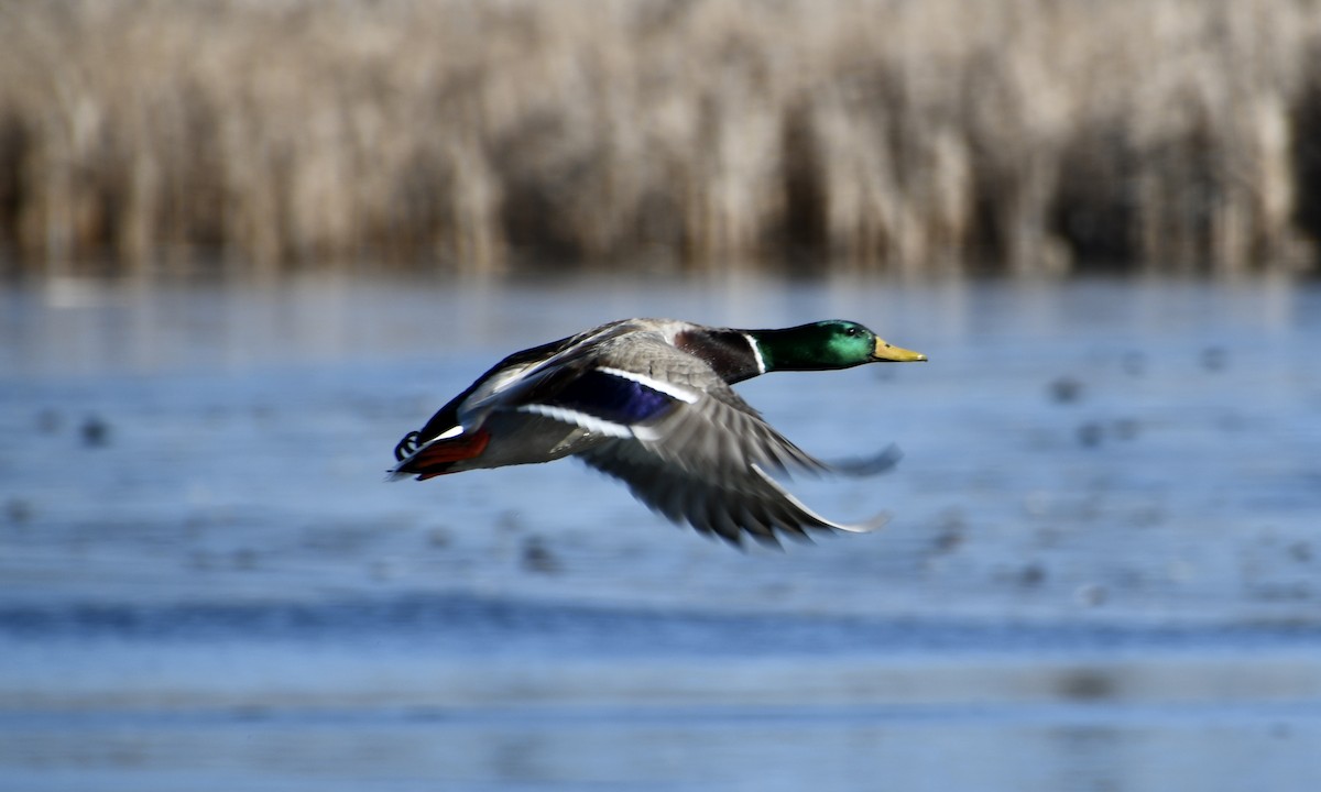 Mallard - ML631532851