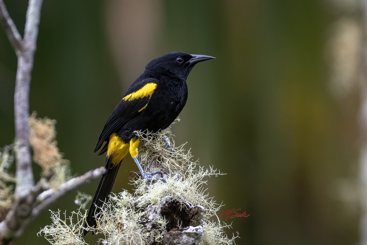 Puerto Rican Oriole - ML631532952