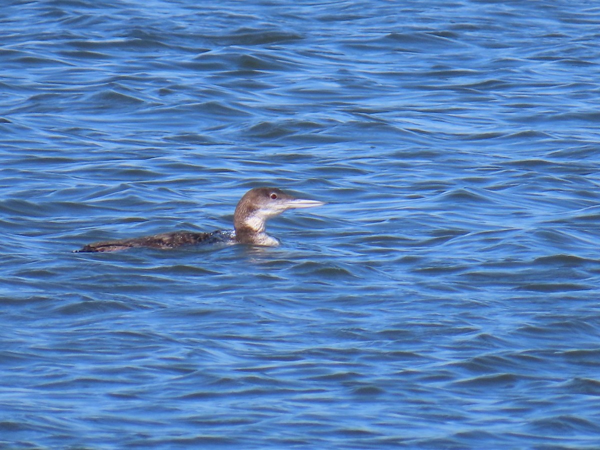 Common Loon - ML631533376