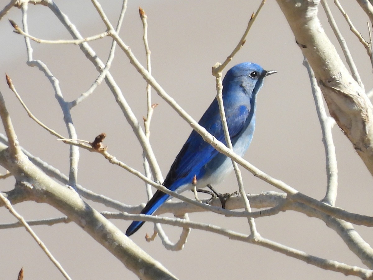 Mountain Bluebird - ML631533595