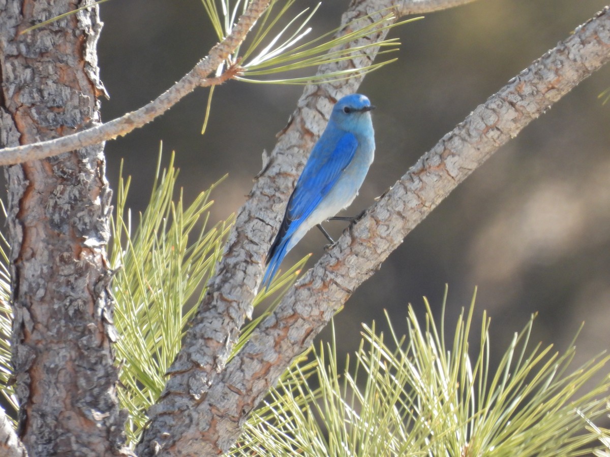 Mountain Bluebird - ML631533596