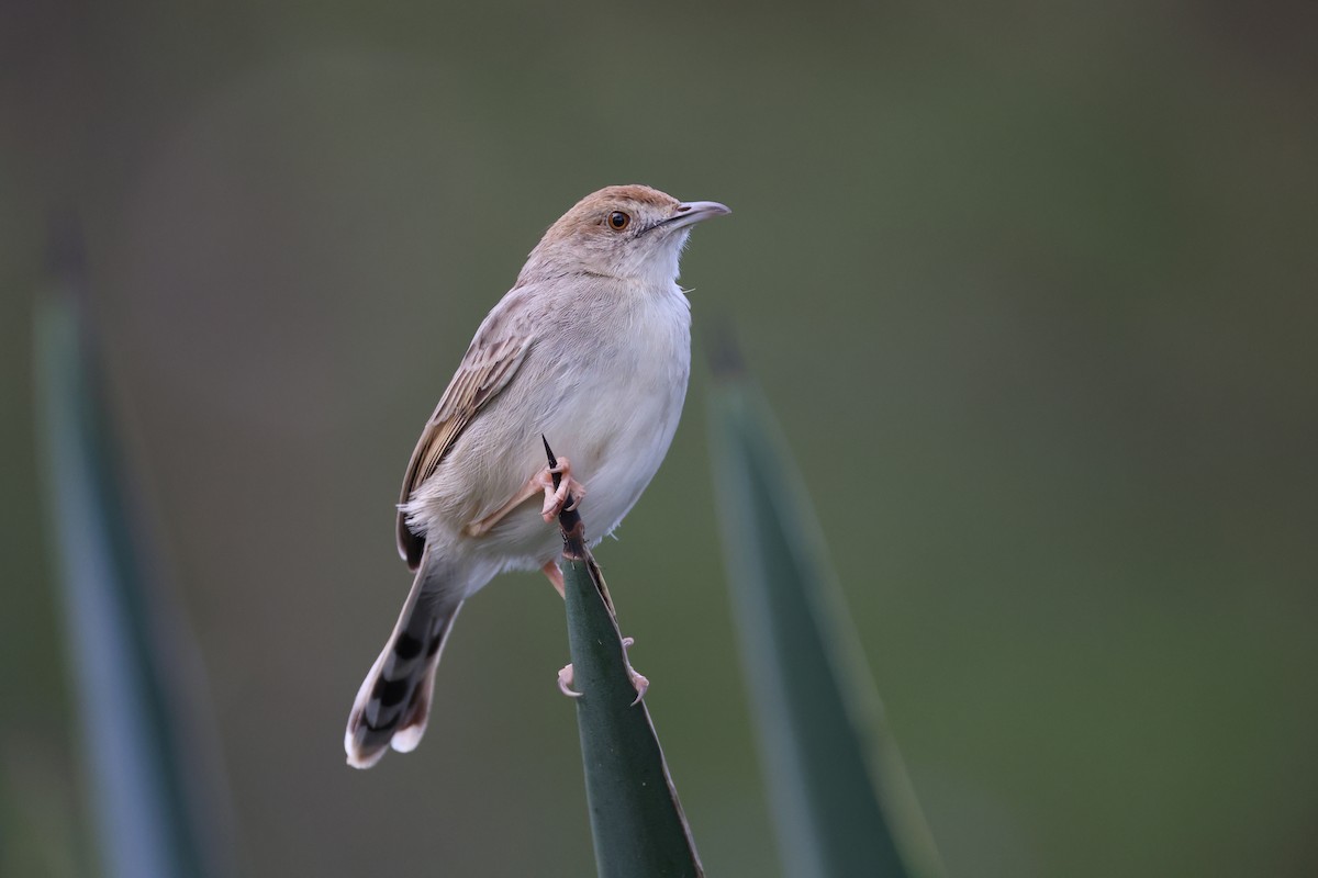 Rattling Cisticola - ML631533708