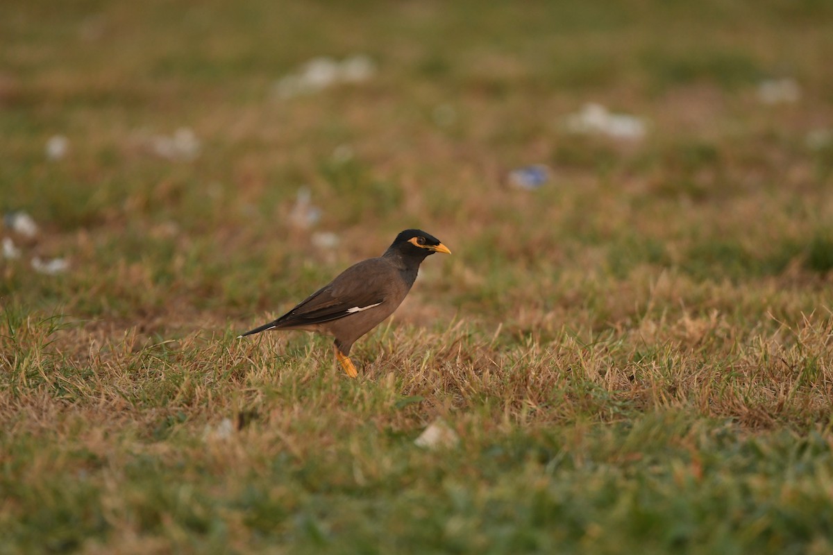 Common Myna - ML631533744