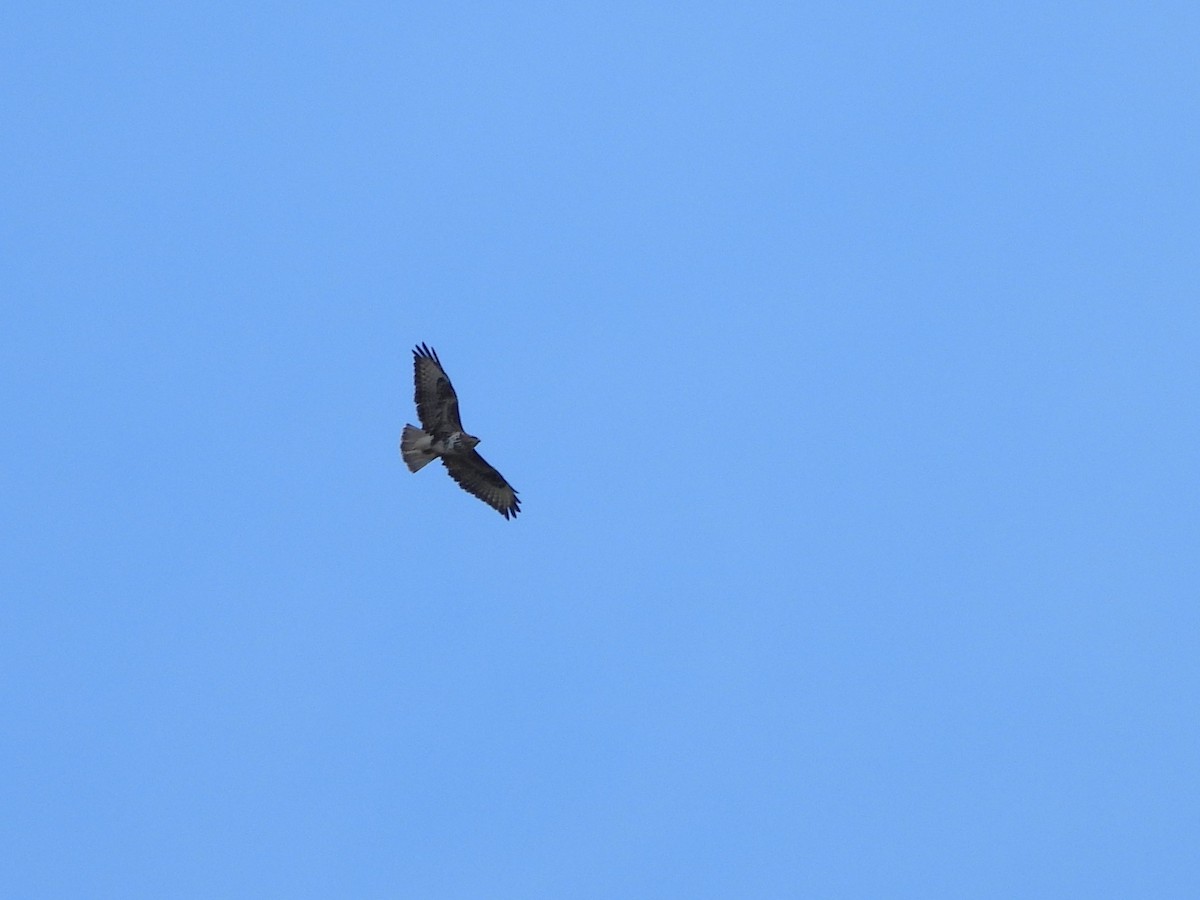 Buse variable - ML631533883