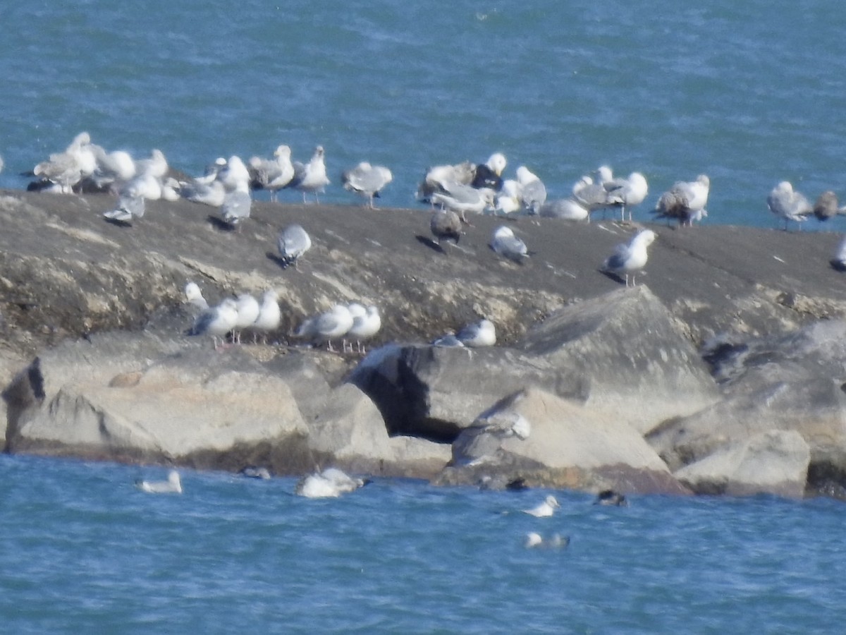 racek mořský - ML631534106