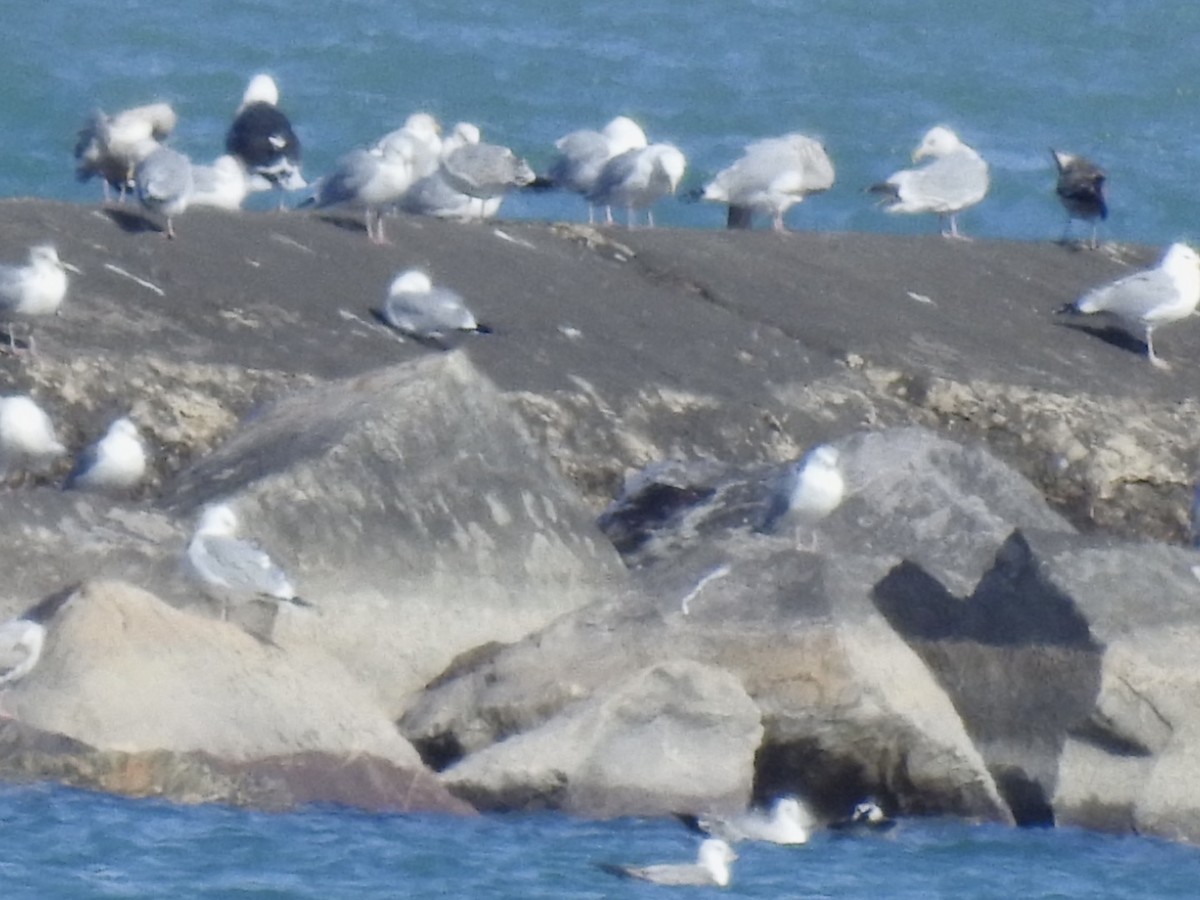 racek mořský - ML631534107