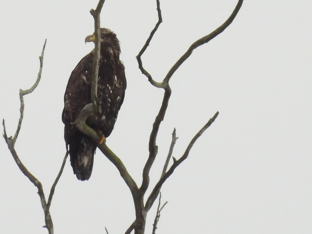 Weißkopf-Seeadler - ML631534126