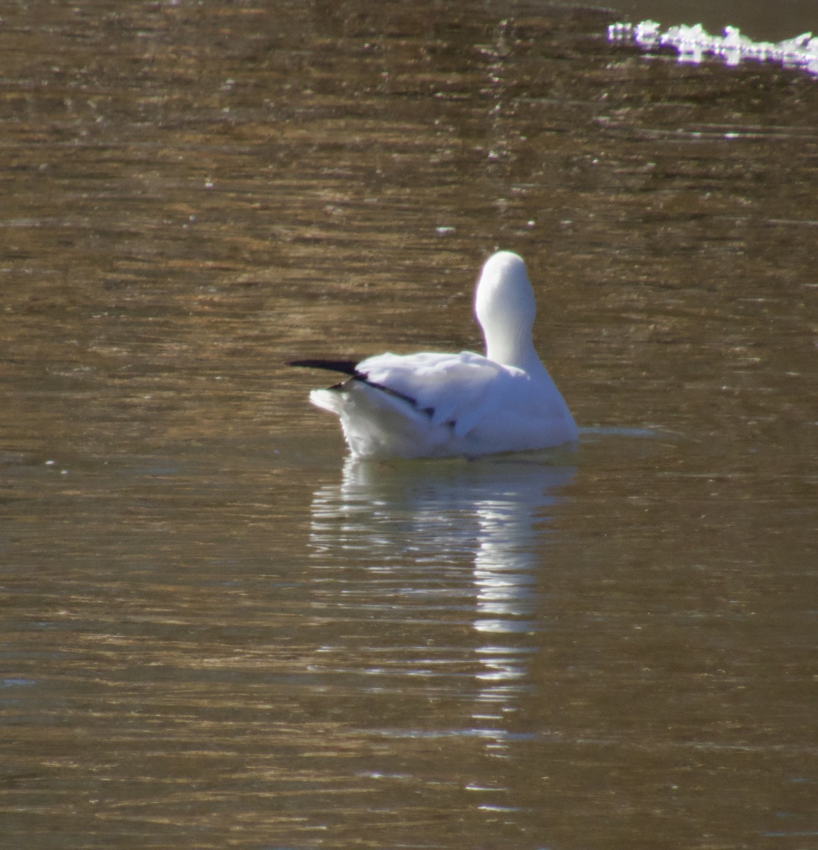 Ross's Goose - ML631534652
