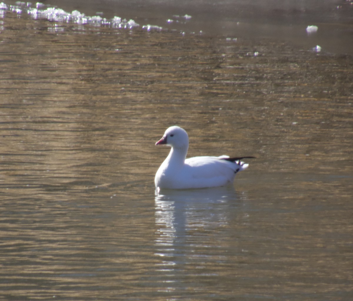 Ross's Goose - ML631534653