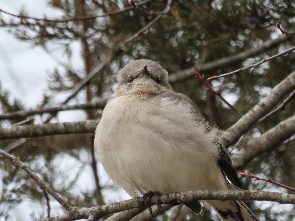 Northern Mockingbird - ML631534671