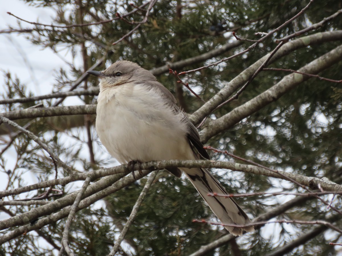 Northern Mockingbird - ML631534672