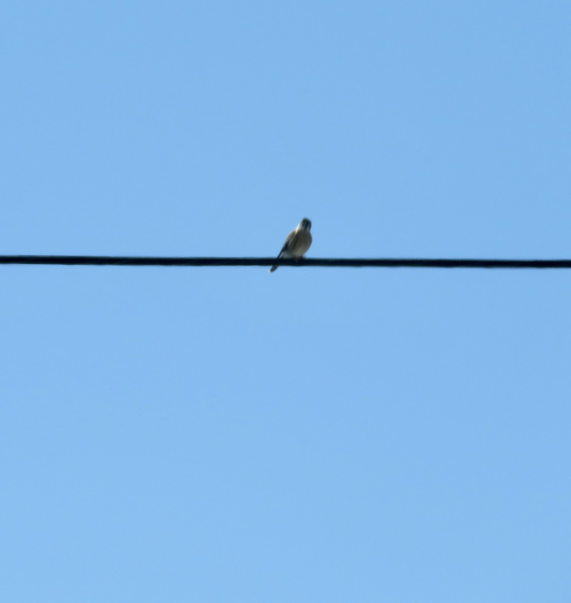 American Kestrel - ML631534686