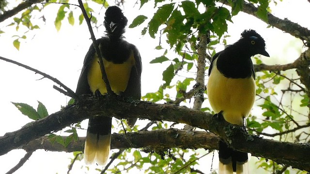 plysjskrike - ML631534737