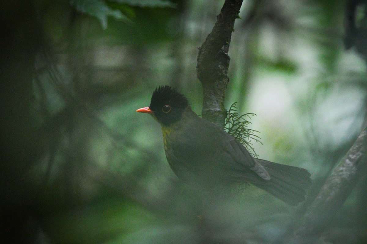 Yellow-throated Nightingale-Thrush - ML631534738