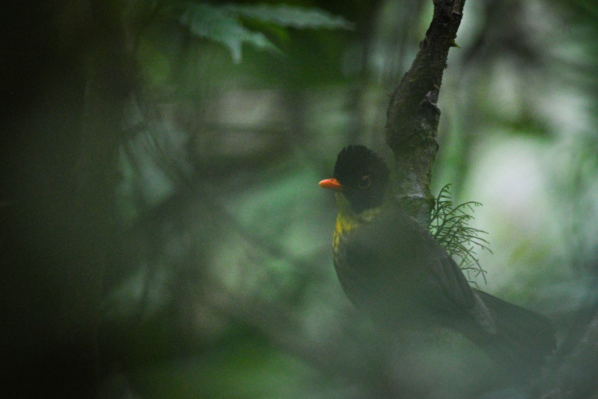 Yellow-throated Nightingale-Thrush - ML631534739