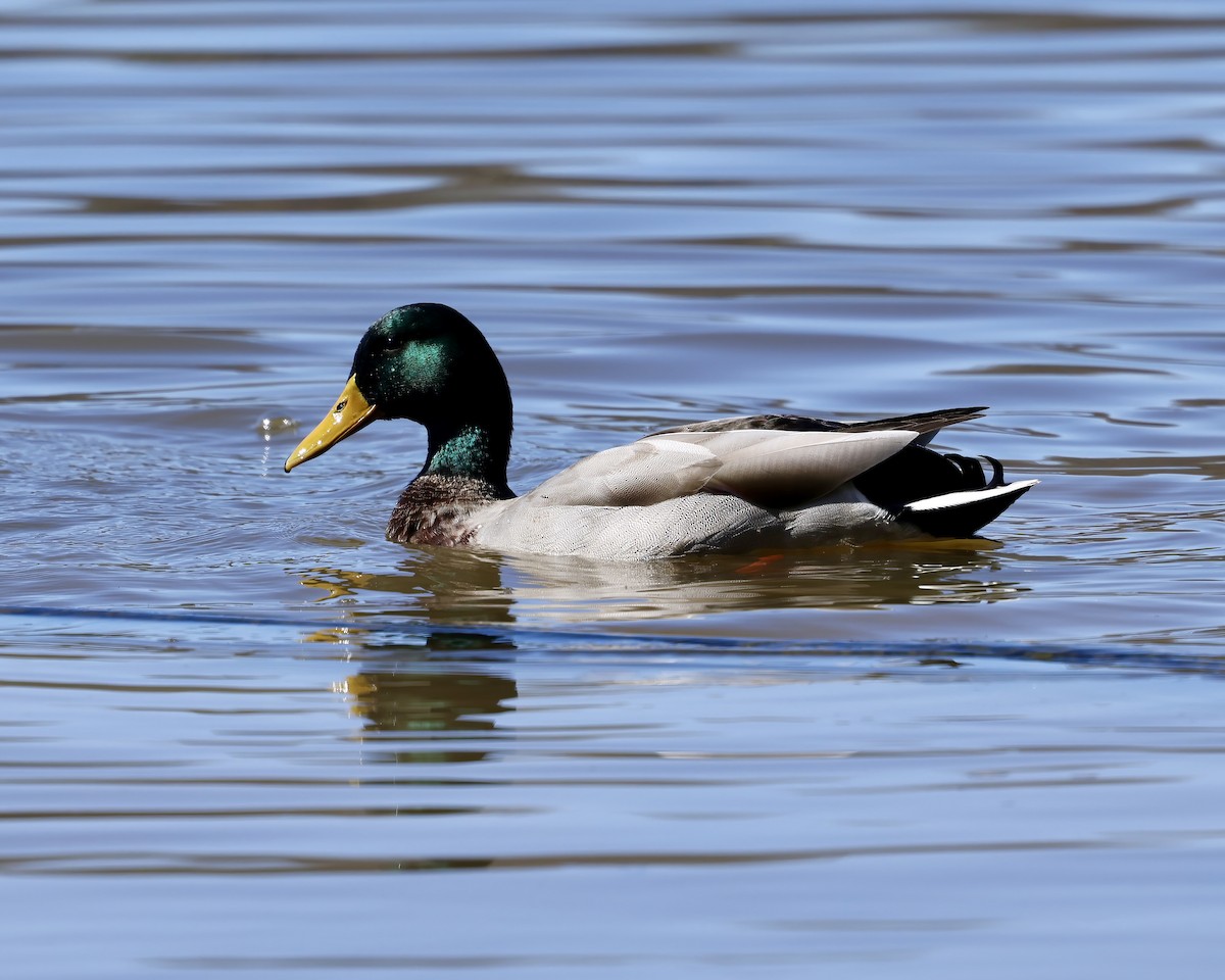 Mallard - ML631534866