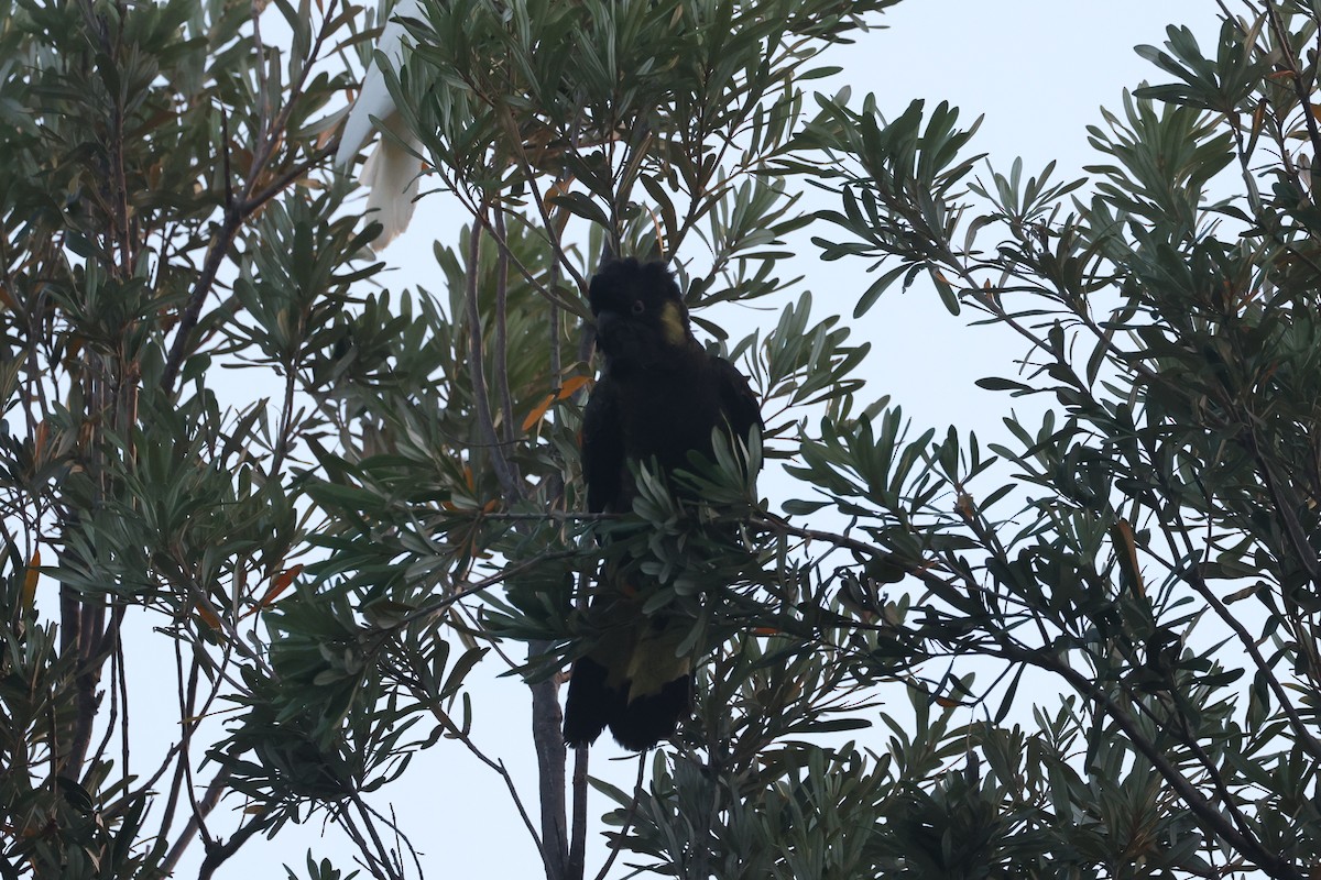 Yellow-tailed Black-Cockatoo - ML631535080
